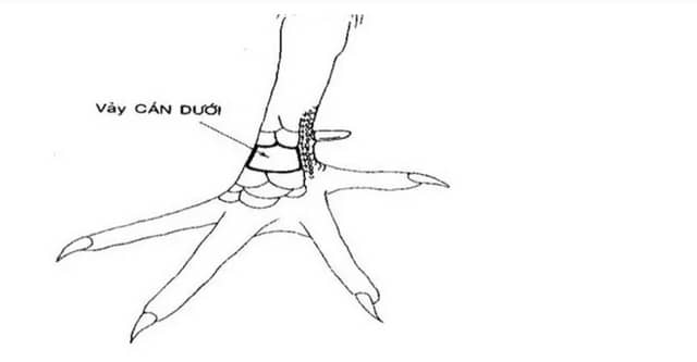 Những chú gà sở hữu loại vảy vấn cán dưới thường có tư chất kém cỏi, chậm chạp.