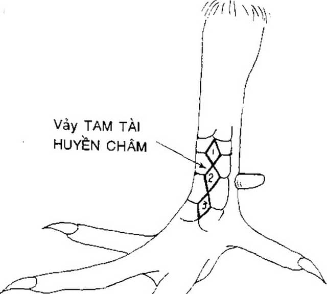 Những chiến kê có vảy gà tam tài huyền trâm được đánh giá cao trong trận chiến cựa sắt. 