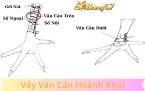 Vảy vấn cán hoành khai ở vị trí nào tốt