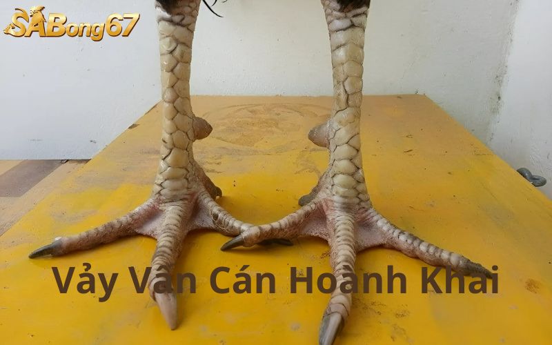 Tìm hiểu về vảy vấn cán hoành khai 