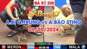 BI QT VS BAO STING