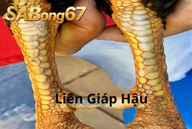 Vảy liên giáp hậu nằm ở phần sau cẳng gà