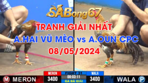 anh hai vu meo GIAI NHAT