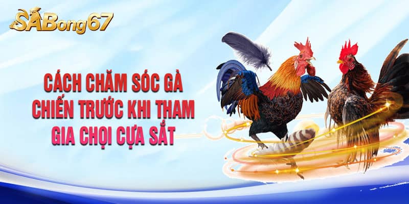 Cách chăm sóc gà chiến trước khi tham gia chọi cựa sắt tại Sabong67