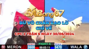 ANH DỰ VS BẢO STING