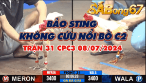 anh bao sting vs anh son mat kieng