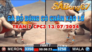 anh tuan vs anh hoa