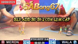 Bình Luận Viên Ad Bu của Sabong67 đi 2 con ăn 1 cặp