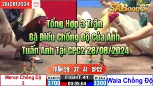 Tổng Hợp 3 Trận Gà Điều Chồng Độ Của Anh Tuấn Anh Tại CPC2 28/08/2024