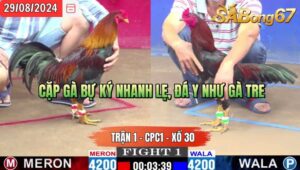 Trận 1 CPC1 29/8/2024 Anh Chín Đá Xổ Anh Huy Trà Sữa