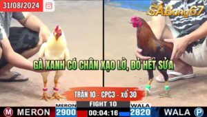 Trận 10 CPC3 31/8/2024 Anh Vũ Đá Xổ Anh Hòa