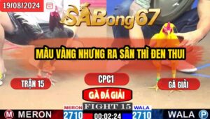 Trận 15 CPC1 19/8/2024 Anh Tinh Hoàng Gia Đá Xổ Anh Hoàng Lão Tà