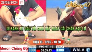 Trận 16 CPC2 28/8/2024 Anh Ngao Bái Đá Xổ Anh Duy C.Mỹ