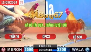 Trận 16 CPC3 11/8/2024 Anh Dũng Sài Gòn Đá Xổ Anh Bảo Sting