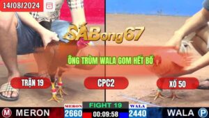 Trận 19 CPC2 14/8/2024 Anh Sơn Sài Gòn Đá Xổ Anh Bảo Sting