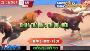 Trận 2 CPC2 28/8/2024 Anh Hoa Tiền Giang Đá Xổ Anh Si