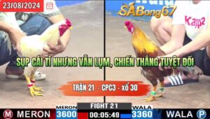 Trận 21 CPC3 23/8/2024: Anh Nhẽo vs Anh Tân Bến Tre, Hạng cân 3600-3360, đỏ ăn 8 xổ 30, Sụp cái tỳ nhưng vẫn lụm, chiến thắng tuyệt đối