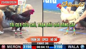 Trận 30 CPC3 25/8/2024 Anh Giang Đức Hòa Đá Xổ Anh Nhơ Bình Dương