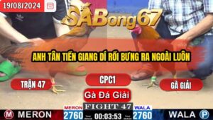 Trận 47 CPC1 19/8/2024 Sabong67 Đá Xổ Anh Tân Tiền Giang