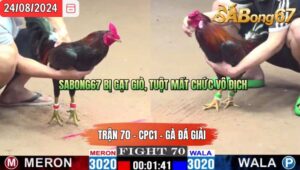 Trận 70 CPC1 24/8/2024 Anh Sen Bình Dương Đá Xổ Sabong67