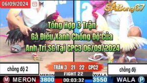 Tổng Hợp 3 Trận Gà Điều Xanh Chồng Độ Của Anh Trí SG Tại CPC3 06/09/2024