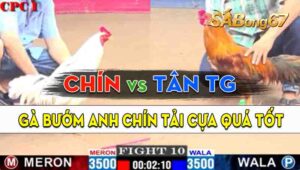 Trận 10 CPC1 19/09/2024 - Gà Anh Chín Thành Công Hạ Anh Tân Tiền Giang