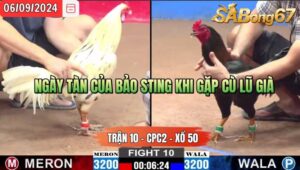 Trận 10 CPC2 06/09/2024 Anh Bảo Sting Đá Xổ Anh Tâm