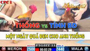 Trận 11 CPC1 03/09/2024 - Gà Anh Tính Bình Dương Tải Cựa Quá Tốt