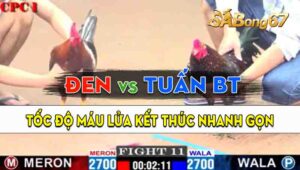 Trận 11 CPC1 07/09/2024 - Gà Anh Đen Đá Tốc Độ, Kết Thúc Nhanh Gọn