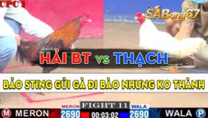 Trận 11 CPC1 14/09/2024 - Gà Anh Hải Bến Tre Hạ Đẹp Anh Thạch