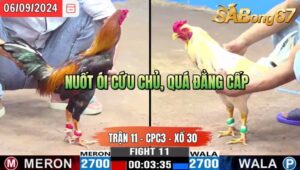 Trận 11 CPC3 06/09/2024 Anh Quang CT Đá Xổ Anh Thuận KG