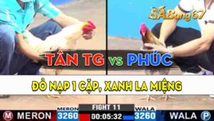 Trận 11 CPC3 10/09/2024 - Gà Anh Tân Tiền Giang Đá 1 Cặp, Lụm Lúa