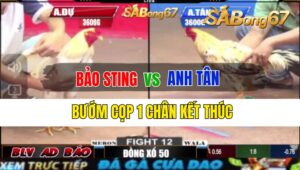 Trận 12 CPC2 27/09/2024 Anh Bảo Sting Đá Xổ Anh Tân