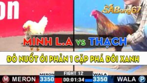 Trận 12 CPC3 03/09/2024 - Gà Minh Long An Nuốt Ói Cứu Chủ