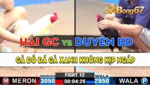 Trận 12 CPC3 09/09/2024 - Gà Anh Hải Gò Công Đá Chỉ 2 Chân, Lụm Lúa