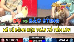 Trận 13 CPC2 20/09/2024 - Gà Cú Hiệu Anh Bảo Sting Toàn Đá Tiền Lớn