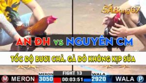 Trận 13 CPC3 07/09/2024 - Gà Anh Nguyên Cà Mau Đá Bươi Chà Quá Tốt