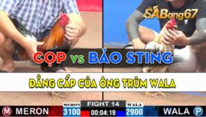 Trận 14 CPC2 15/09/2024 - Đẳng Cấp Của Ông Trùm Wala Bảo Sting