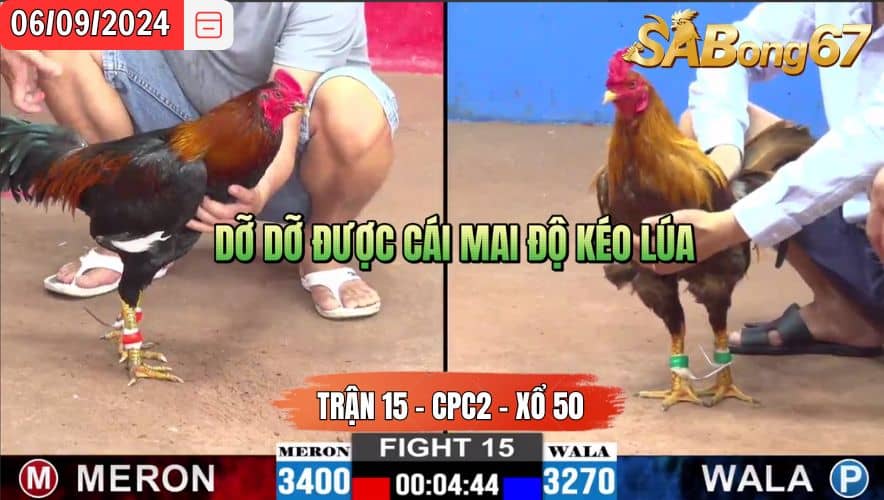 Trận 15 Thomo