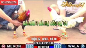 Trận 16 CPC1 05/09/2024 Anh Giang TG Đá Xổ Anh Hòa