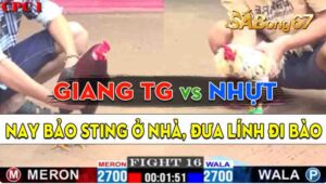 Trận 16 CPC1 09/09/2024 - Bảo Sting Ở Nhà Nhưng Vẫn Đưa Gà Đi Kiếm Lúa