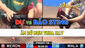 Trận 16 CPC2 22/09/2024 - Gà Anh Bảo Sting Làm Thịt Gà Anh Dự