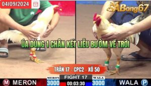 Trận 17 CPC2 04/09/2024 Anh Dự Đá Xổ Anh Nhựt