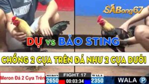 Trận 17 CPC2 20/09/2024 - Bảo Sting Chồng 2 Cựa Trên Đâm Như 2 Cựa Dưới