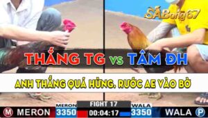 Trận 17 CPC3 07/09/2024 - Gà Anh Thắng Tiền Giang Hôm Nay Quá Hừng