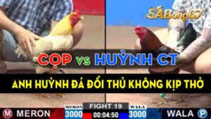 Trận 19 CPC2 01/09/2024 - Gà Anh Huỳnh Cần Thơ Đá Anh Cọp Không Kịp Đỡ