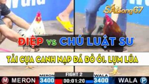 Trận 2 CPC3 08/09/2024 - Gà Chú Luật Sư Đá Canh Chặn Quá Hay