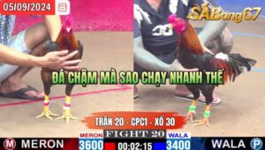 Trận 20 CPC1 05/09/2024 Anh Ton Đá Xổ Anh Hòa