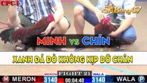 Trận 21 CPC1 17/09/2024 - Gà Anh Minh Đá Gà Anh Chín Không Kịp Dỡ