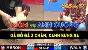 Trận 21 CPC2 01/09/2024 - Gà Anh Móm Đá 3 Chân Có Kết Quả